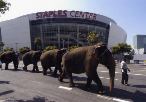 Elephants on a walk near Staples Center