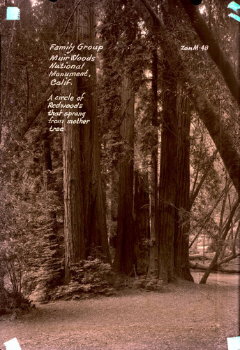 Redwood trees in Muir Woods, 1935 [postcard negative]