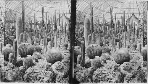 The Cactus Room in Phipps Conservatory. Schenley Park. Pittsburgh, Penna