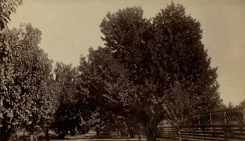 Bidwell Orchards