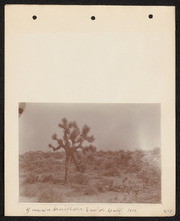 Yucca brevifolia. Victorville, California