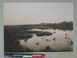 Swampy landscape near Ankazoambo, Madagascar, 1905