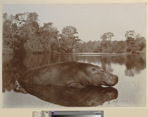 Hippopotamus, Blantyre, Malawi, ca.1925