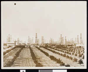 Citrus groves with several oil wells in background, Santa Fe Springs, Southern California, ca.1910