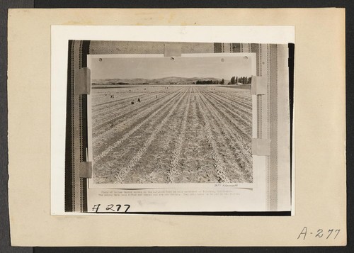 Tule Lake, Newell, Calif.--A scene on a farm near the site selected for a War Relocation Authority center where evacuees of Japanese ancestry will spend the duration. Photographer: Albers, Clem Newell, California