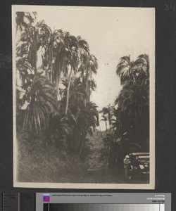 Tree Ferns, Chogoria, Kenya, September 1926