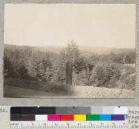 Redwood. Young growth redwood with mixture of Douglas fir. View on Willittts-Fort Bragg road looking west. All of the area in the view is solidly regrowing into young timber. About 8:30 a.m. Caspar Lumber Company, Hare Creek. 8-20-40. E. F