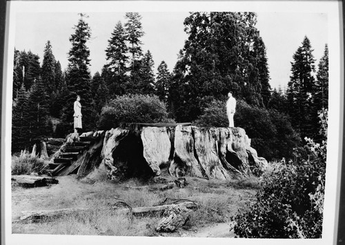 Giant Sequoia Stumps, Mark Twain Stump