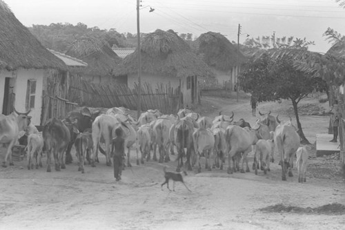 Cattle herd walking through town, San Basilio de Palenque, 1976