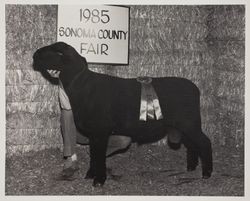 Award winning black ram poses with an unidentified person at the 1985 Sonoma County Fair, Santa Rosa, California