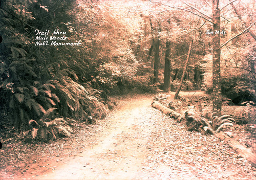 Trail in Muir Woods, 1937 [postcard negative]