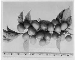 Cranberry Plum K-39 cluster on branch, 1928