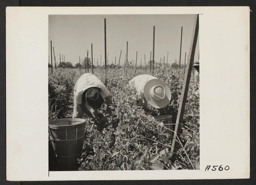 Young workers of Japanese ancestry picking peas on a farm in Alameda County, before evacuation. Evacuees of Japanese descent will be housed in War Relocation Authority centers where there will be opportunities to follow agricultural and other callings. Photographer: Lange, Dorothea Centerville, California