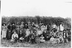Thomas Miller hop ranch in Hall District, 1880 with hop pickers posed in front of a hop field