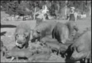 Couper's footage of Cal Poly in 1932