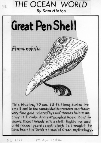 Great pen shell: Pinna nobilis (illustration from "The Ocean World")