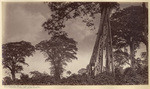Matapala tree at Las Nubes