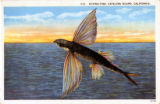 Flying Fish, Catalina Island, California