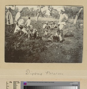 Potato harvest, Punjab, Pakistan, ca.1890