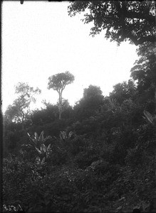 Forest near Lemana, Limpopo, South Africa, ca. 1906-1907