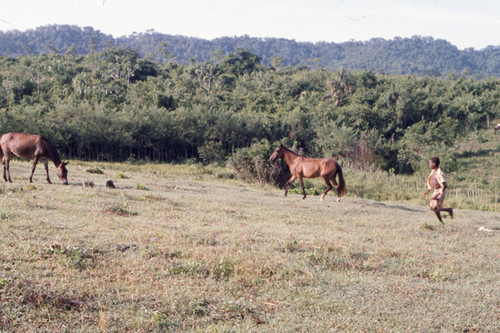 Mules and a boy standing in a open field, San Basilio de Palenque, 1976