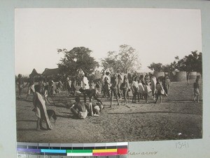 Cattle being branded, Mandronarivo, Madagascar, 1905