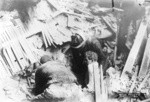 [Rescuers pulling survivor from rubble of Wilcox Building. Second and Jessie Sts.]