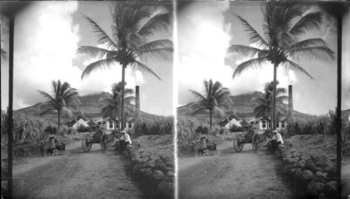 Sugar Estate Near Home of Hamilton. Island of Nevis. B.W.I