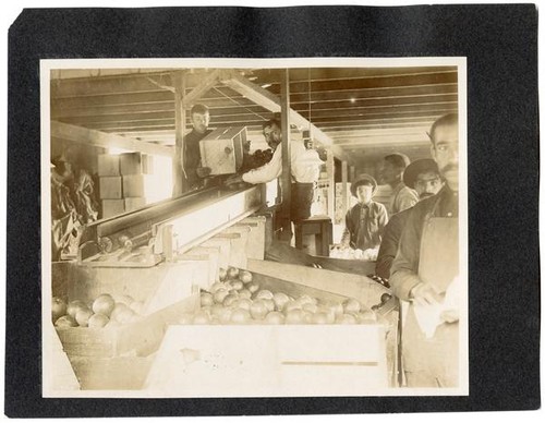 Workers sorting oranges, California