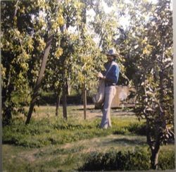 Apple orchard with a man picking apples, 1980s