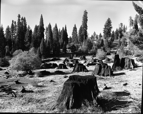 Giant Sequoia Stumps, Logging, Miscellaneous Meadows, Stump Meadow