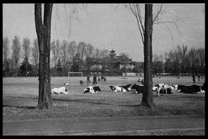 Cows on the soccer field, Chengdu, Sichuan, China, ca.1939