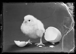Chick and shell, Southern California, 1936