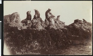 Seals at rest on a rock, ca.1910