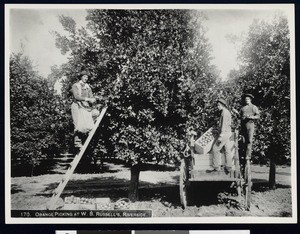 Orange pickers in, W.B. Russell's orchard, Riverside, ca.1890-1898