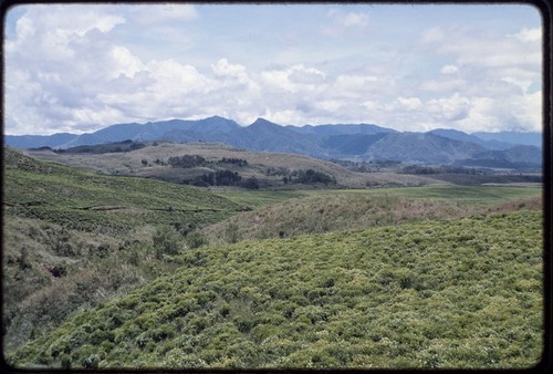 Western Highlands: tea plantation