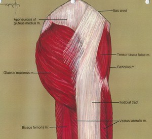 Illustration of right thigh, lateral view, showing muscles, bone and ligament