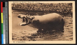 Hippopotamus in a river, Kenya, ca.1920-1940