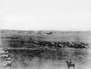 Cowboys tending to several herds of cattle, ca.1900