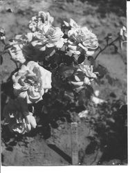 Rose bush, about 1931