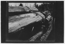 Train hauling redwood logs