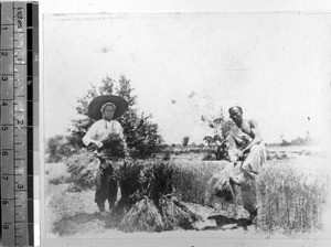 Men pulling wheat, Pang Chuang, Shandong, China, ca.1890