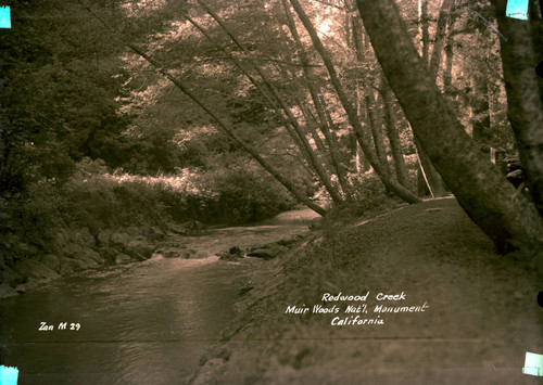 Redwood Creek in Muir Woods, 1941 [postcard negative]