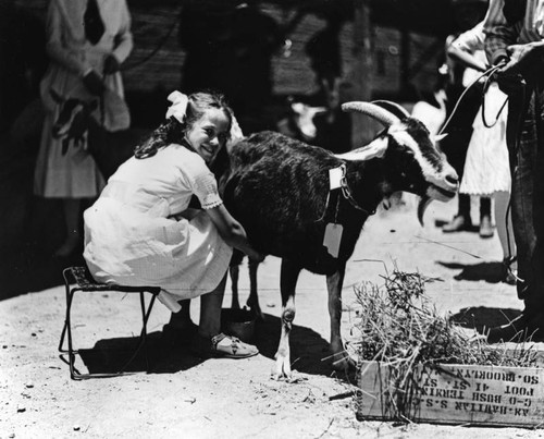 Woman milking goat