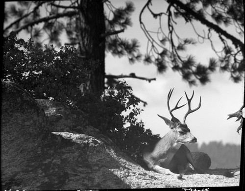 Sequoia Park, Deer, Mule Deer, buck