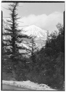 Mount Baldy, seen at a distance from Camp Baldy, January 1931