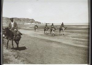 Camels and a donkey in Aden
