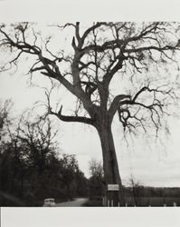 Large valley oak along the Calistoga-Lakeport Road (Lake County Highway--California Highway 29), near Lower Lake, California, 1940s