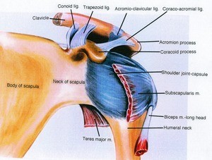 Illustration of the left rotator cuff, anterior view, showing bones, ligaments, muscles, and tendons