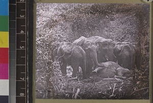 Group of elephants, Sri Lanka, s.d
